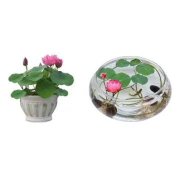 7a-lotus plant-5444175-41678.webp
